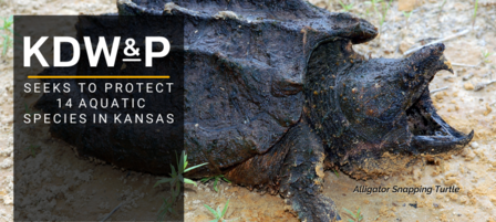 Public Comment Encouraged on Proposed Agreements to Protect 14 Aquatic Species in Kansas