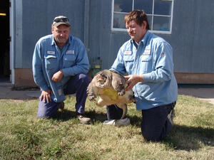 Roland the New State Record Common Snapping Turtle