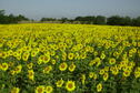 2010 Walnut Creek sunflowers