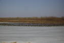 Late season mallards and Canada geese