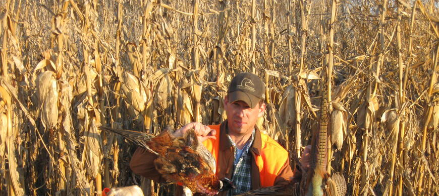 Pheasants in the corn