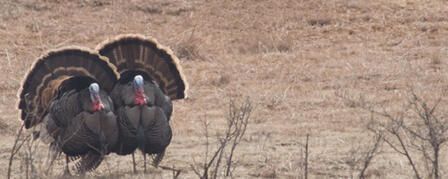 2012 SPRING TURKEY PERMITS AVAILABLE ONLINE 