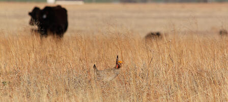 WAFWA Secures First Private Land Conservation Easement for Lesser Prairie Chickens