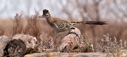Kansas Birding Winner Records More Than 330 Species