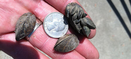 110 Kansas Lakes Test Negative For Zebra Mussels