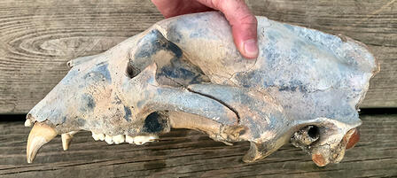 Extreme Floods Unearth Ancient Bear Skull in Southcentral Kansas