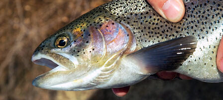 Trout Season Offers Hot Fishing During Colder Months