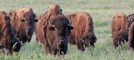 Bison Auction Nov. 15 at Maxwell Wildlife Refuge