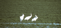 IT’S WHOOPING CRANE TIME