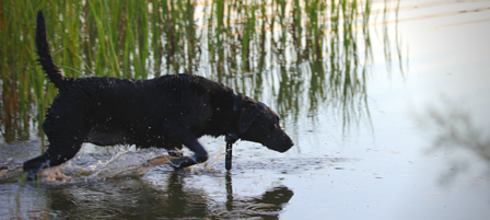 Hunting Dog Owners Cautioned To Watch for Harmful Algal Blooms