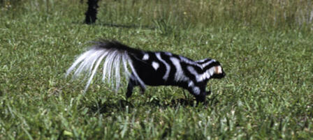 If You Spot A Spotted Skunk