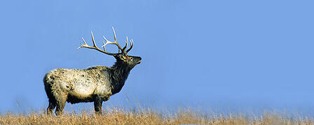 JANUARY 1 COMMISSION BIG GAME PERMIT APPLICATION DEADLINE