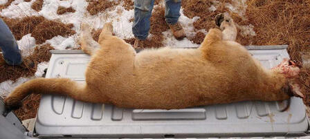 Mountain Lion Found Dead in Rooks County