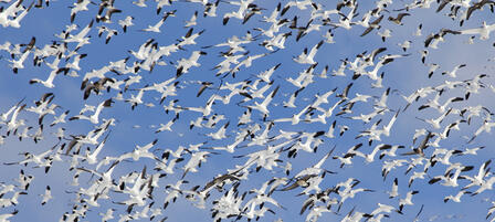 Regular Goose Seasons Close Feb. 14, Conservation Order Opens