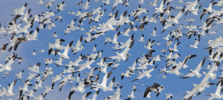 Snow Geese Descend On Lovewell State Park