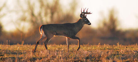 South Central Kansas Whitetails Unlimited Chapter To Hold First Banquet