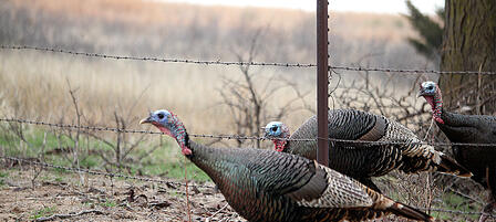 Enjoy Prime Land Access for Spring Turkey Through Special Hunt