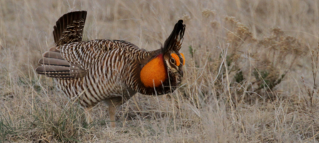 Aerial Surveys to Document Lesser and Greater Prairie Chicken Population Trends