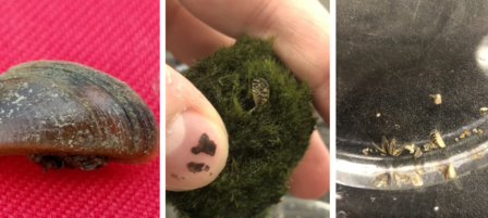 Popular Moss Ball Product Poses Threat to Kansas Waters
