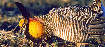 Biologists To Survey Greater Prairie Chickens During Breeding Period