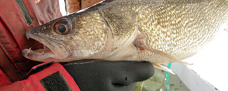 ARTIFICIAL WALLEYE SPAWNING A LABOR OF LOVE