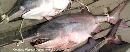 EIGHT INDIVIDUALS INDICTED IN PADDLEFISH-POACHING INVESTIGATION