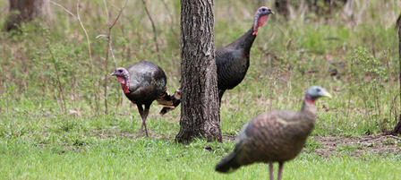 Turkey Permit And Game Tag Combos Discounted Through March 31