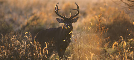 Applications For Coveted Kansas Nonresident Deer Permits Accepted Through April 26