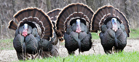 Buy Spring Turkey Combo Before April 1 And Save