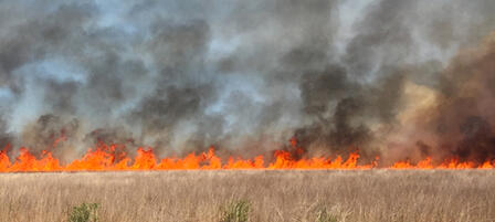Learn About Using Fire To Manage Grassland