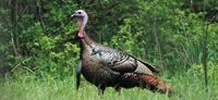 Trophy Turkey Program Recognizes Big Gobblers