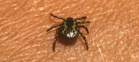 Take Tick Prevention Seriously