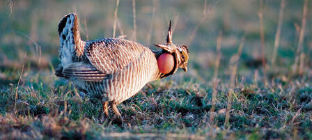 Lesser Prairie-Chicken Range-wide Plan Reports Successful Second Year