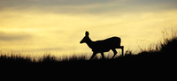 2015 Nonresident Deer Permit Draw Results Available