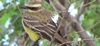 Man Discovers Rare Tropical Bird at Scott State Park