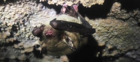 First Cave Myotis Bat With White-nose Syndrome Found In Kansas