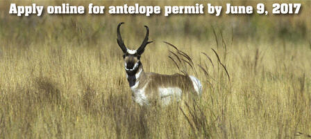 Kansas Antelope Application Deadline June 9