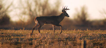 Leftover Nonresident White-tailed Deer Permits Available July 1