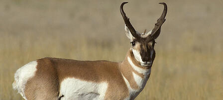 KWPT Commissioners Approve Select Deer, Antelope Seasons