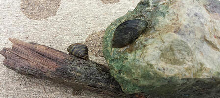 Zebra Mussels Found In Hillsdale Reservoir