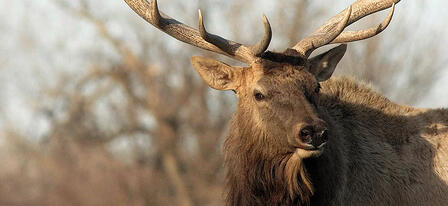 Elk and Either-Species/Either-Sex Deer Permit Applications Due July 10