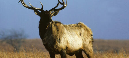 KDWPT Addresses Landowner Concerns Surrounding Elk Management