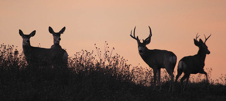 Kansas Outdoors Information and Events: Elk and Either-Species Deer ...