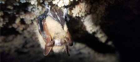 Fungus That Causes White-nose Syndrome In Bats Spreading In Kansas