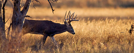 OVER-THE-COUNTER DEER PERMITS AVAILABLE AUGUST 1