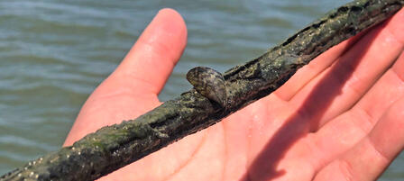 Zebra Mussels Found in Lyon State Fishing Lake