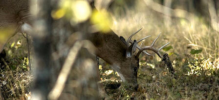 Registration Open for Assisted Deer Hunt at Tuttle Creek Lake