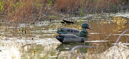 Waterfowl Seasons To Be Approved August 20