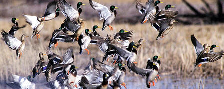 WILDLIFE, PARKS AND TOURISM COMMISSION TO SET WATERFOWL SEASONS