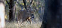 ELECTRONIC DAILY HUNT PERMITS REQUIRED AT SOME WILDLIFE AREAS